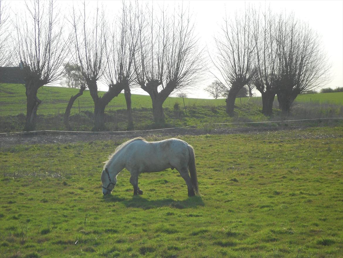 Anden særlig race Lille Ole (solgt) billede 7