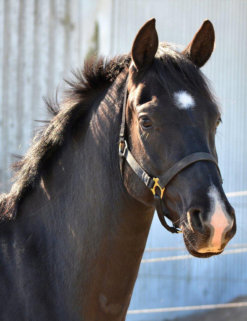 Dansk Varmblod Schnell's Pavarotti - Skøn udstråling. Dejlige dreng! billede 8
