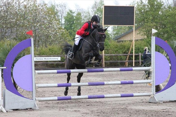Tysk Sportspony Inaara A-Pony billede 20