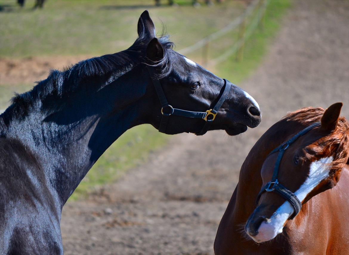 Dansk Varmblod Schnell's Pavarotti - Mine to dejlige bøller er ved at lære hinanden at kende:) billede 11