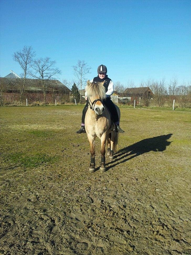 Fjordhest Maj Hedelund - Ridning! <3 billede 2