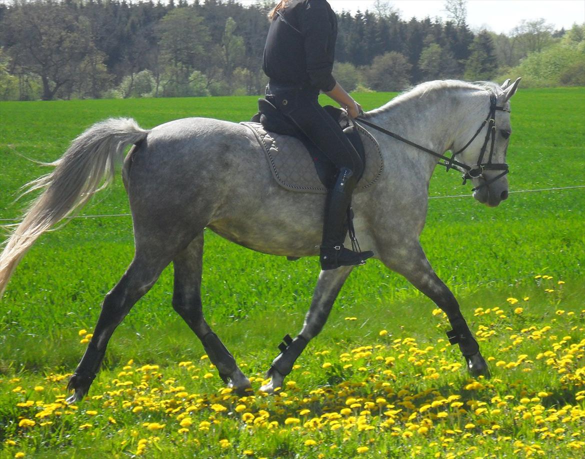 DSP Vasegaards Shanti - 2012. billede 14