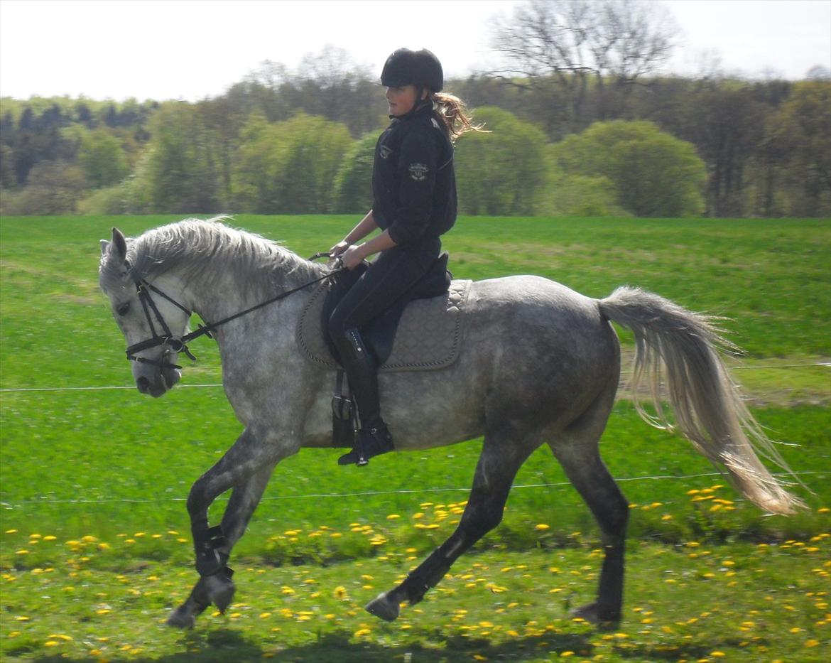 DSP Vasegaards Shanti - 2012. billede 5