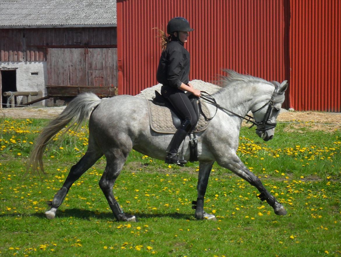 DSP Vasegaards Shanti - 2012. billede 15