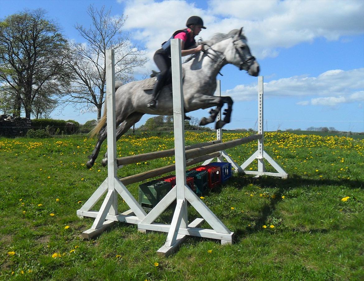 DSP Vasegaards Shanti - 2012. billede 6