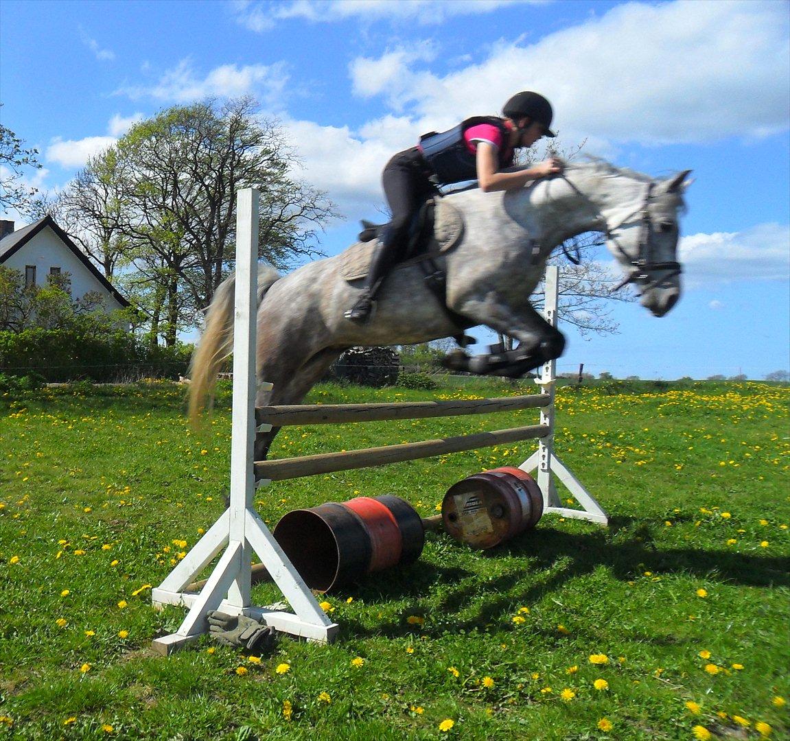 DSP Vasegaards Shanti - 2012. billede 2