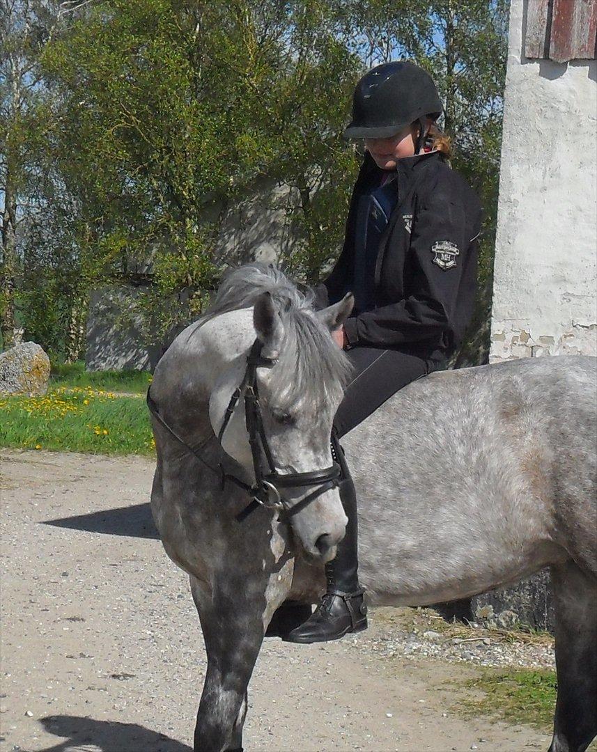 DSP Vasegaards Shanti - 2012. billede 16