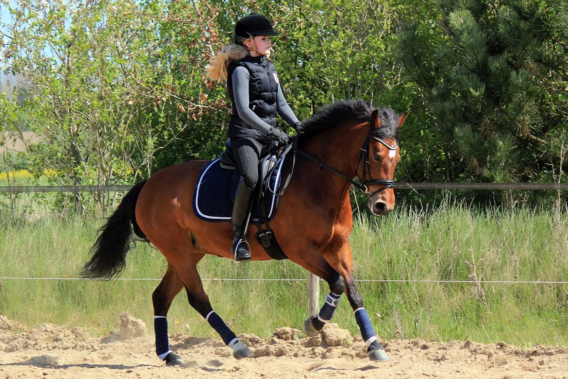 New Forest Stabygårds Ateza - Træning i maj 2012 <3 Foto: mor billede 17