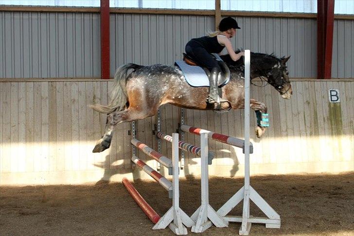 Appaloosa Spike billede 15