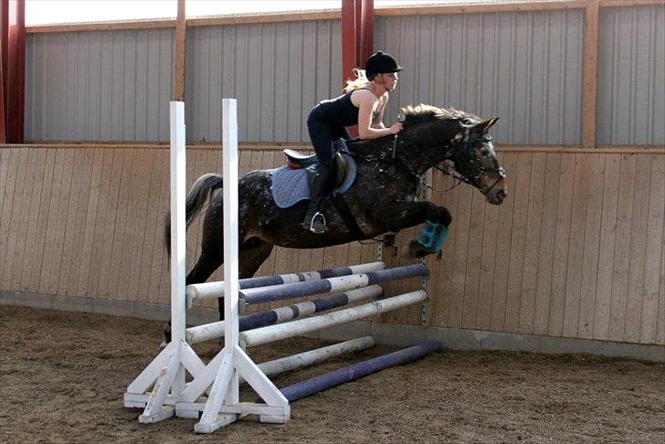 Appaloosa Spike billede 16