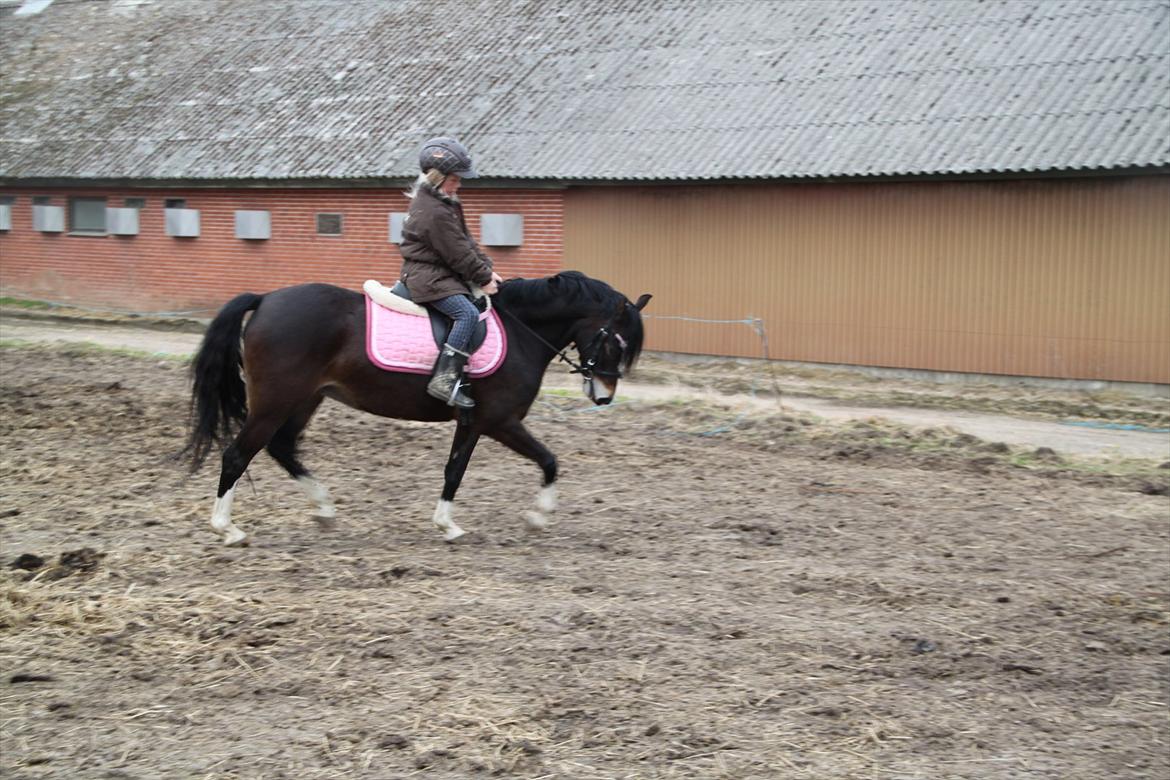 Welsh Pony (sec B) BAKKEGAADEN´S CHAPAIN - Dressur træning på den smukke stjerne. billede 15