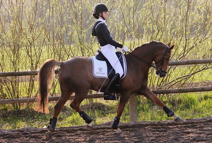 Anden særlig race Sunlight - fotograf: Mie Vedel billede 19