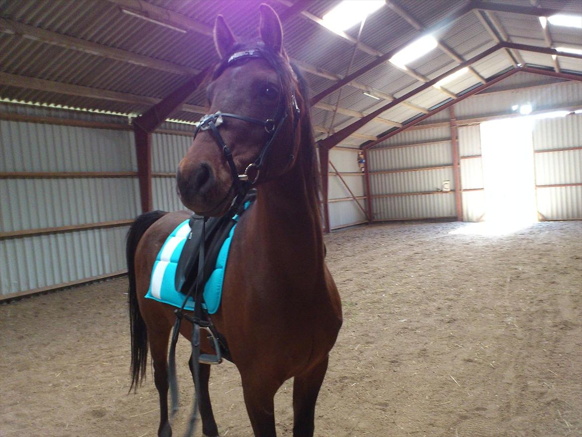 Shagya Araber (SH) Bahebec Takhises *Basse* - *SOLGT* billede 6