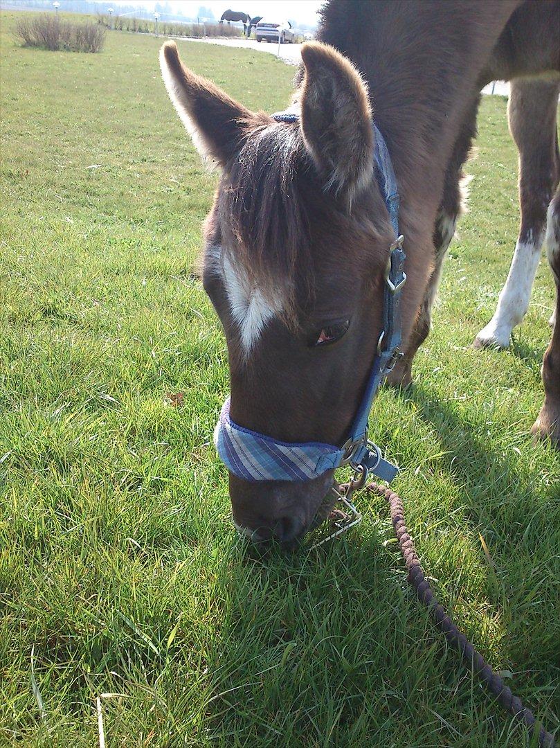 Knabstrupper Antoli´s Lynet billede 3