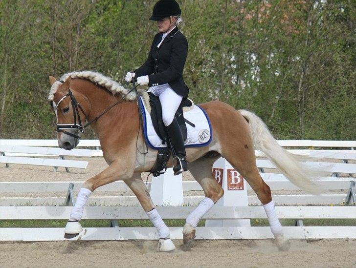 Haflinger Wi-Waldi Wican AVLSHINGST - wiws til sit første stævne :-)
billedet er taget af nanna busk. billede 2