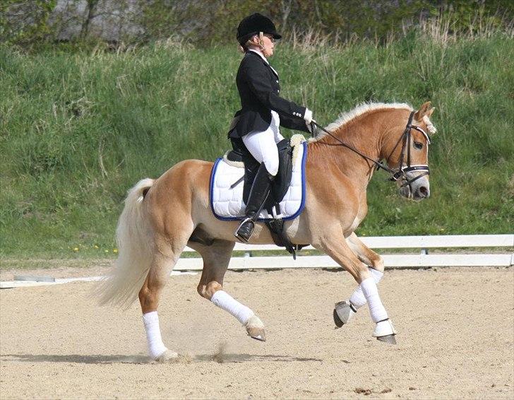 Haflinger Wi-Waldi Wican AVLSHINGST - wiws til sit første stævne :-)
billedet er taget af nanna busk. billede 3