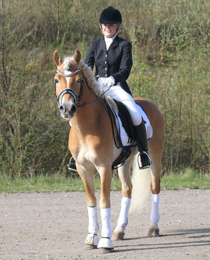 Haflinger Wi-Waldi Wican AVLSHINGST - wiws til sit første stævne :-)
billedet er taget af nanna busk. billede 1