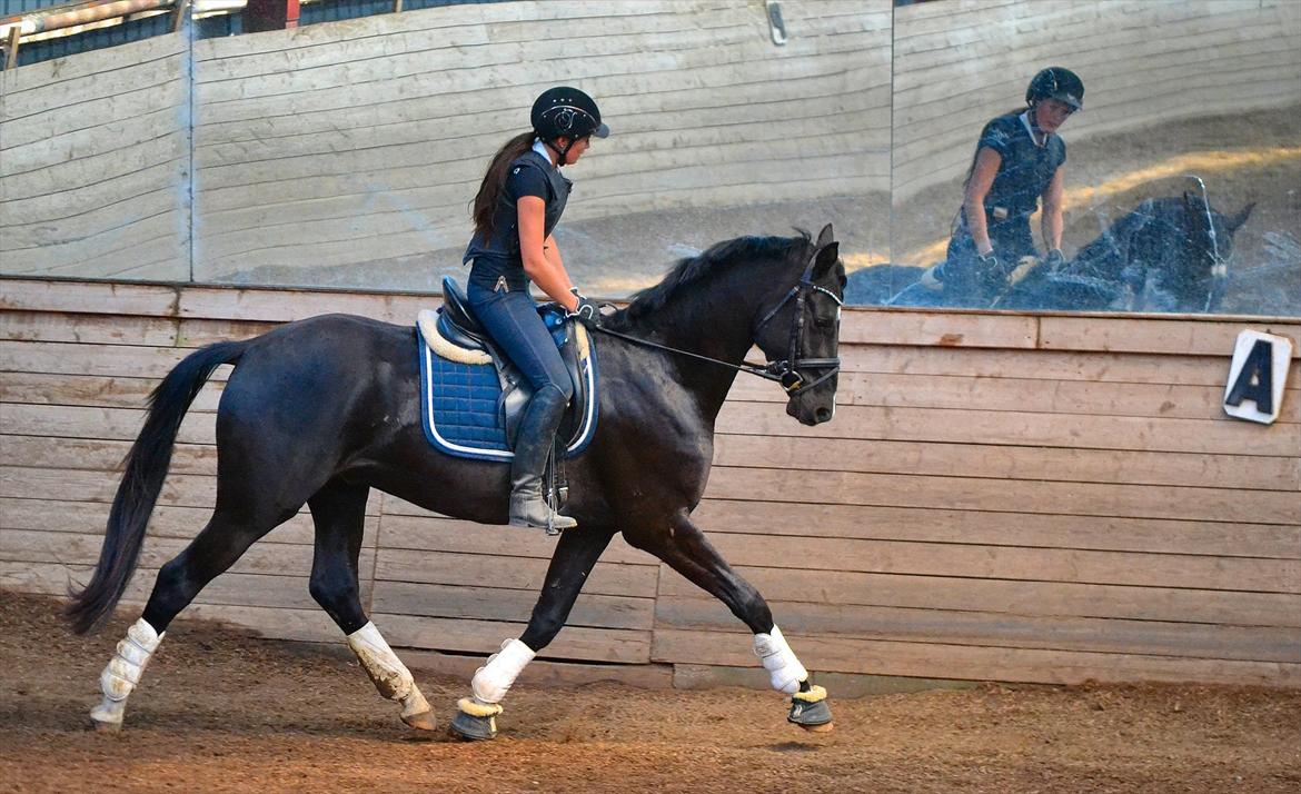 Dansk Varmblod Schnell's Pavarotti billede 18