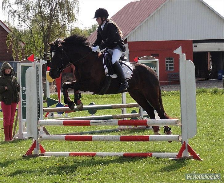 Welsh Cob (sec D) Lesto Havannah Klubmester 2013! - Foto af Tarock  * billede 13