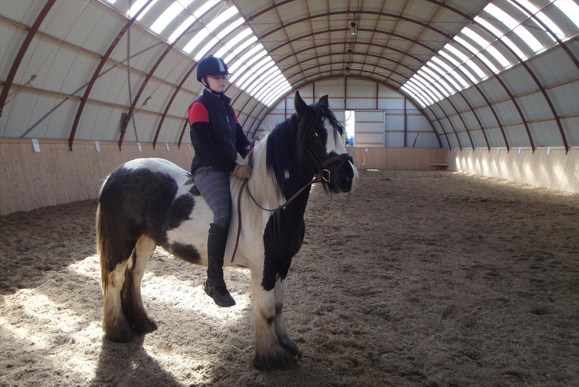 Irish Cob Walter  billede 17