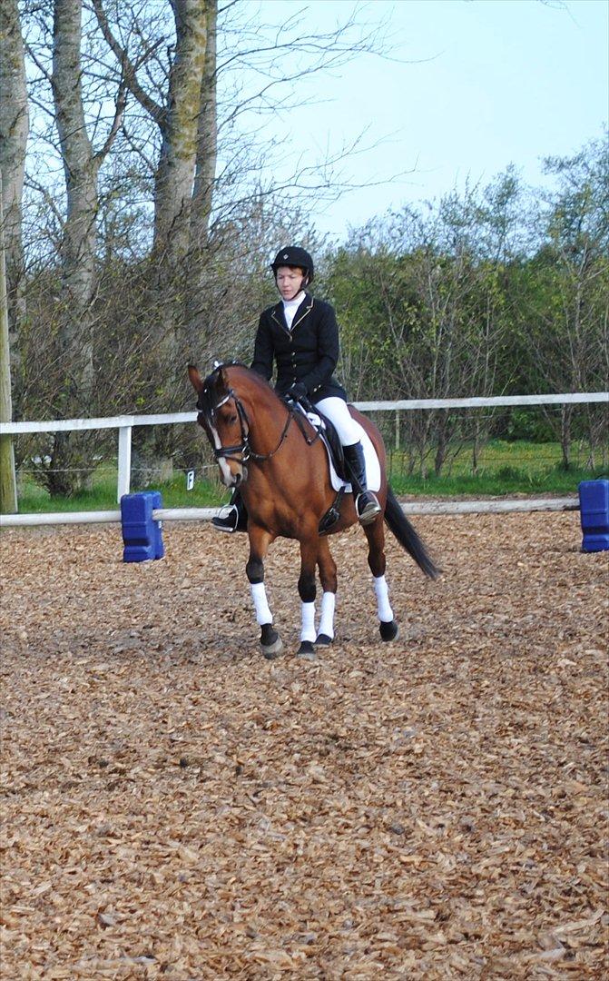 Arabisk fuldblod (OX) AC Jehmira billede 4