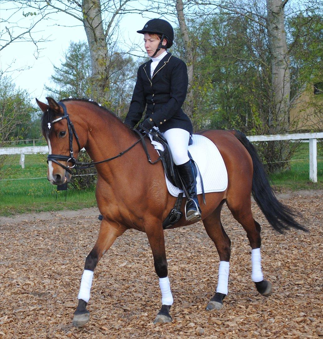 Arabisk fuldblod (OX) AC Jehmira billede 7