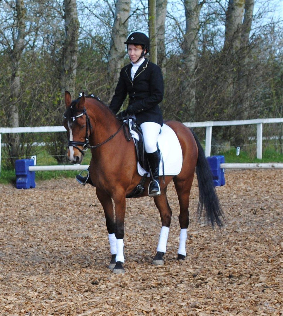 Arabisk fuldblod (OX) AC Jehmira billede 8