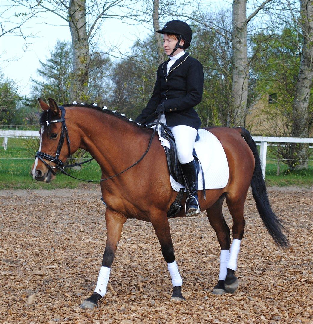 Arabisk fuldblod (OX) AC Jehmira billede 9