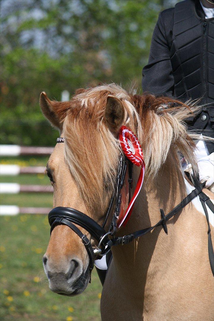 Anden særlig race Molly<3 - Stævne i Hjallerup - Camilla & Molly i LD spring, 1. plads! billede 18