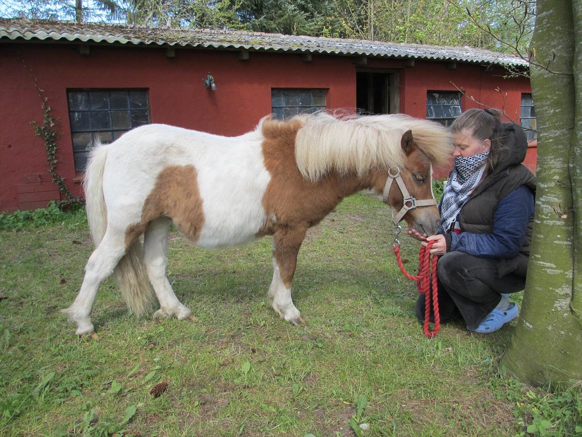 Shetlænder Skovledet Yasmin - Mors kæledægge :) billede 3