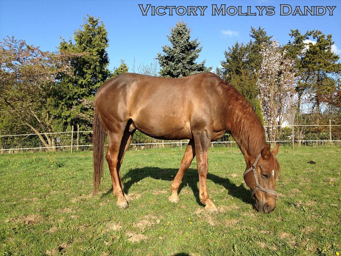 Quarter Victory Mollys Dandy - Velkommen til Dandy's profil :)  billede 1