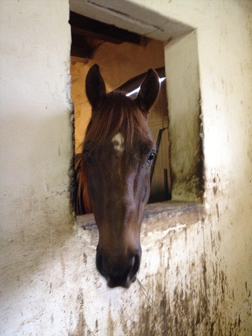 Quarter Victory Mollys Dandy billede 3