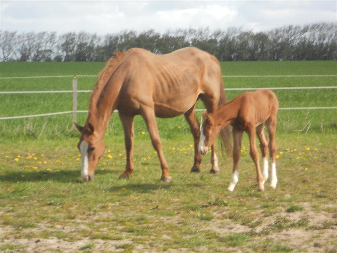 Anden særlig race Moon Shine billede 1