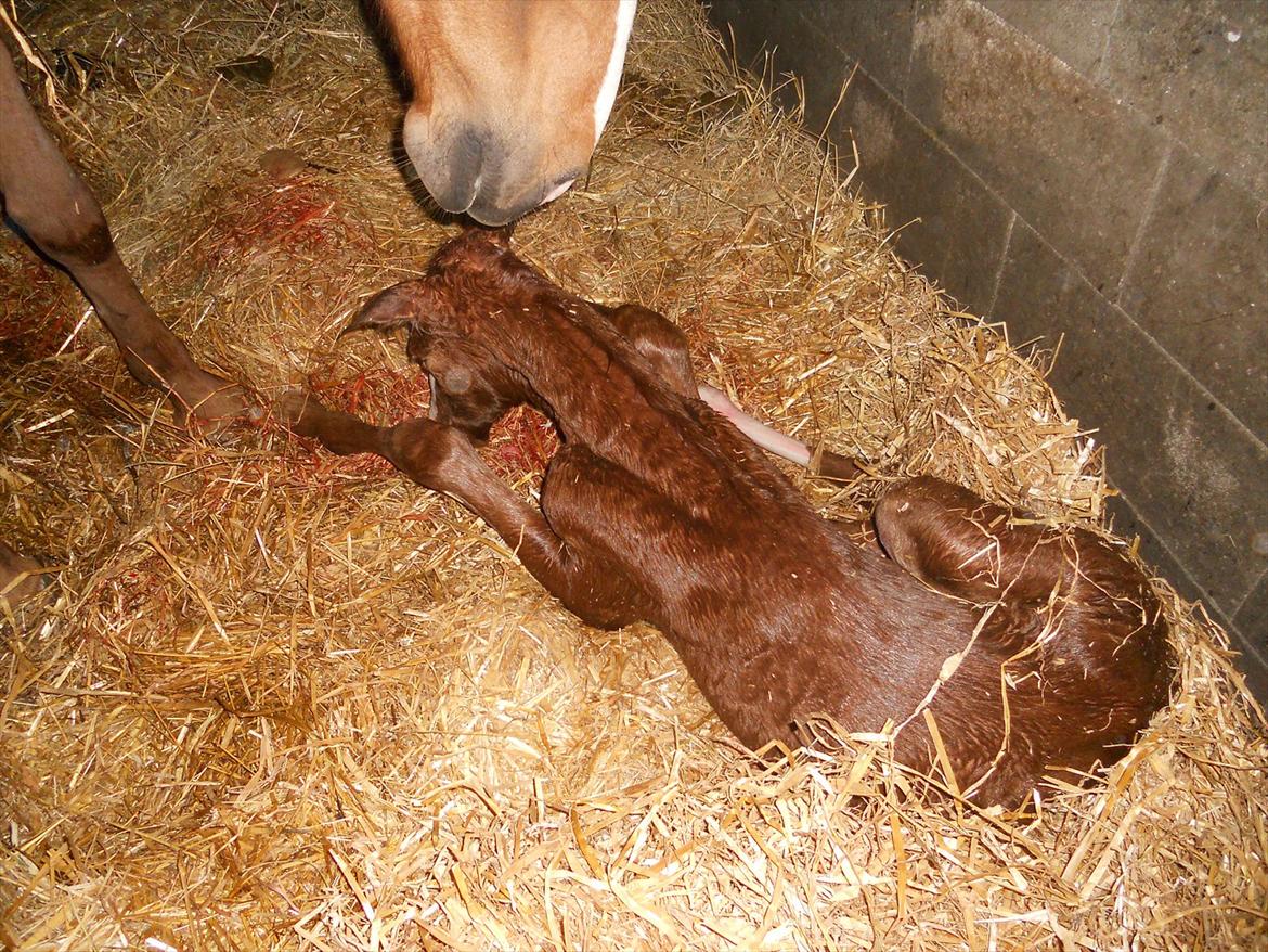 Anden særlig race Moon Shine billede 2