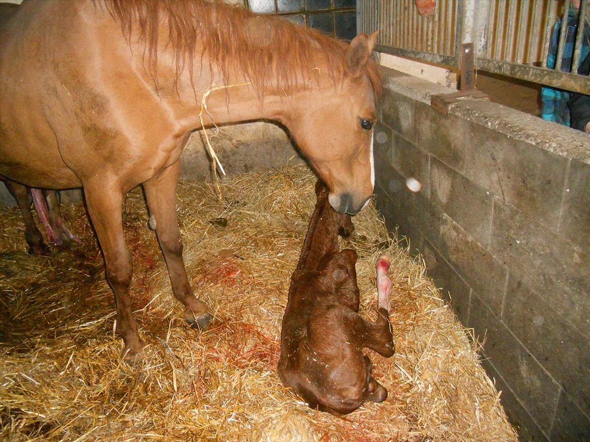 Anden særlig race Moon Shine billede 3