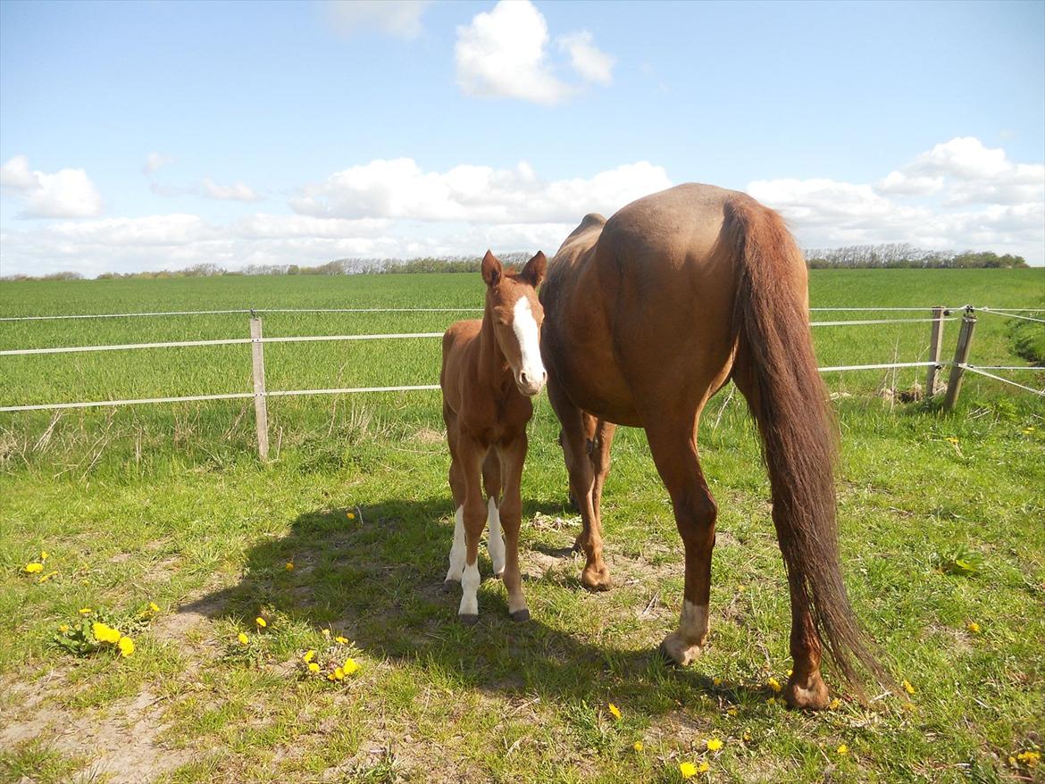 Anden særlig race Moon Shine billede 4