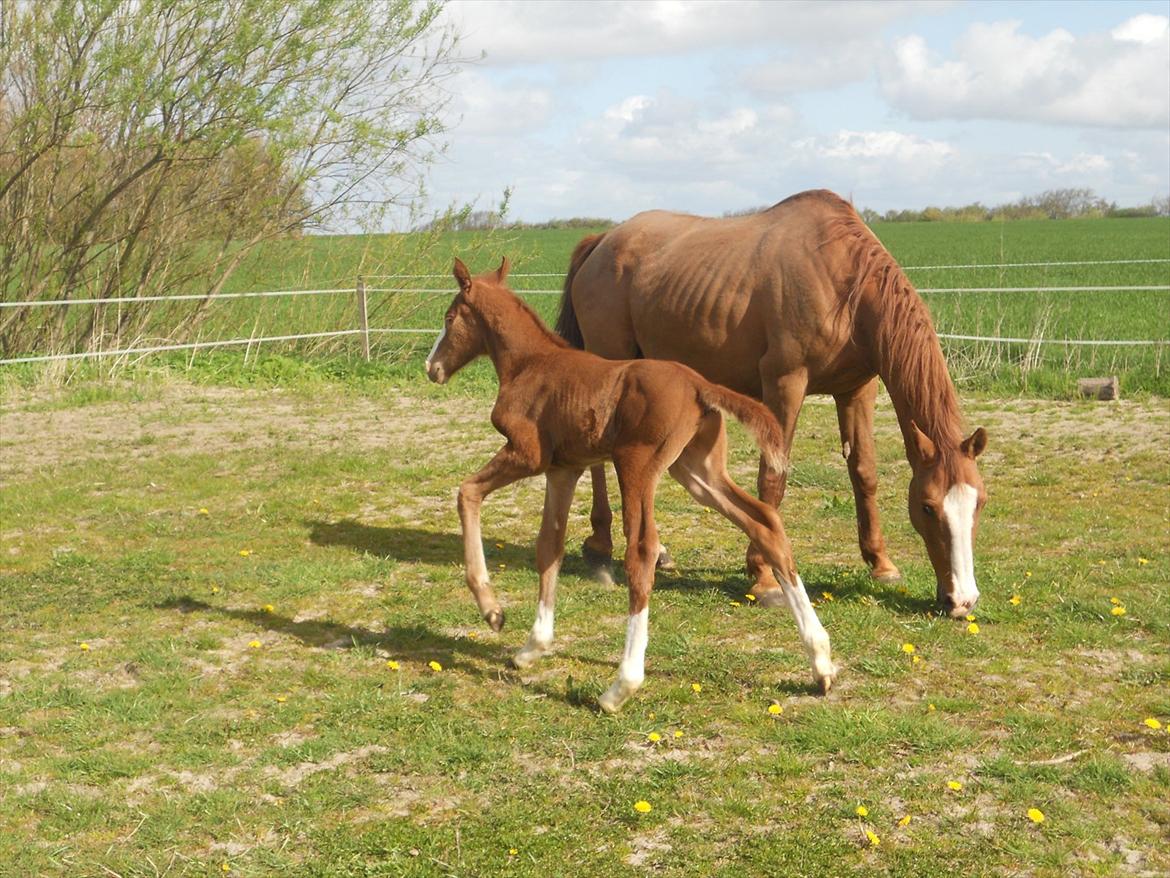 Anden særlig race Moon Shine billede 5