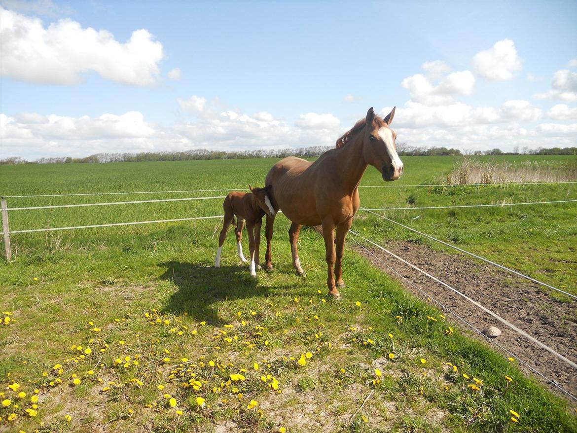 Anden særlig race Moon Shine billede 6