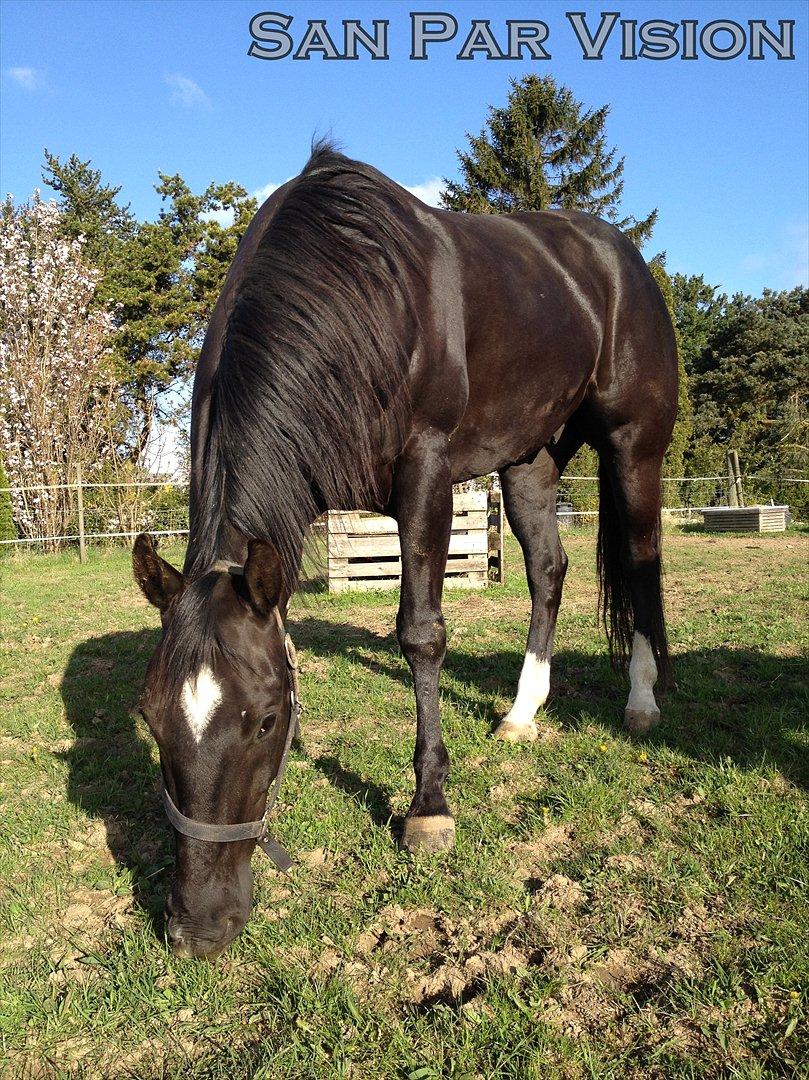 Quarter San Par Vision - Velkommen til min profil :) billede 1