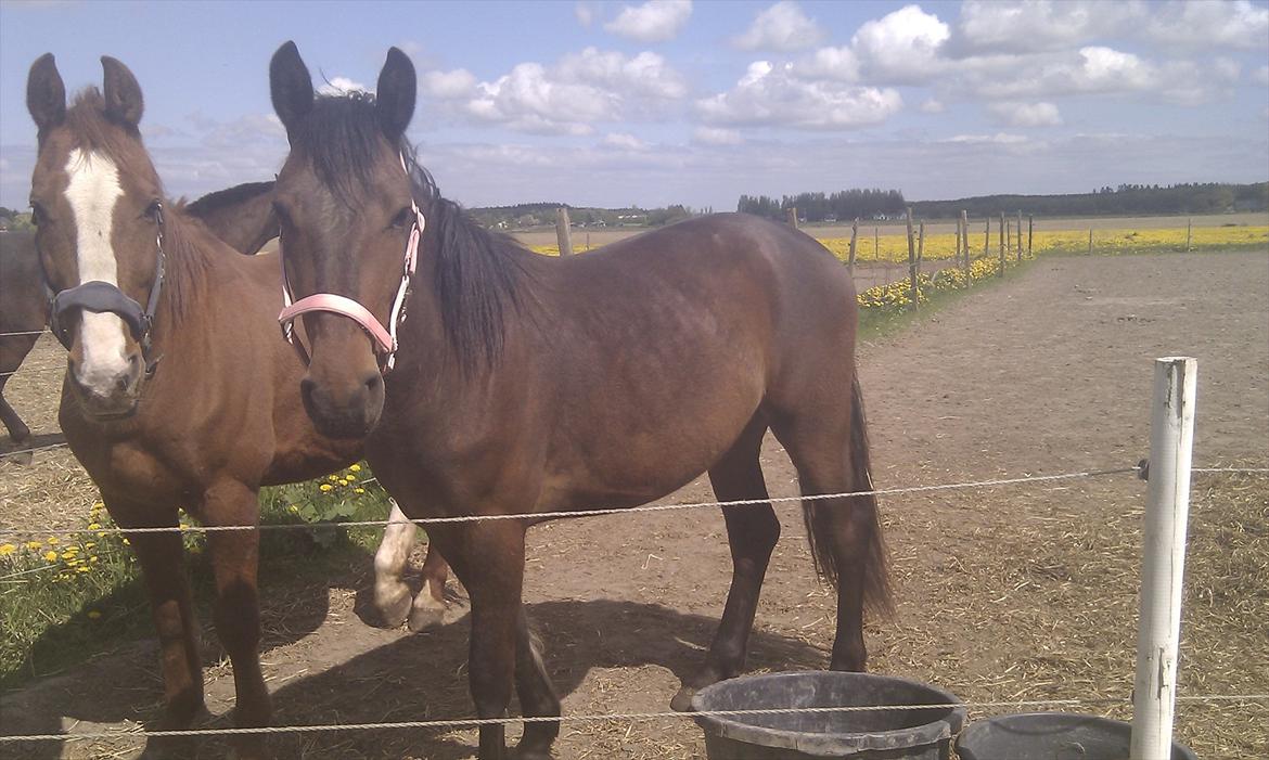 Anden særlig race Nowy rok - Nowy og merisco billede 14