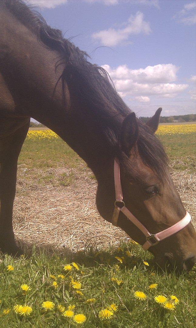 Anden særlig race Nowy rok billede 5