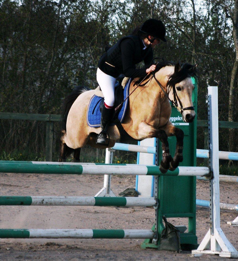 Anden særlig race Shanon B-pony - MB2** 
Farsø 06/05 2012 billede 15