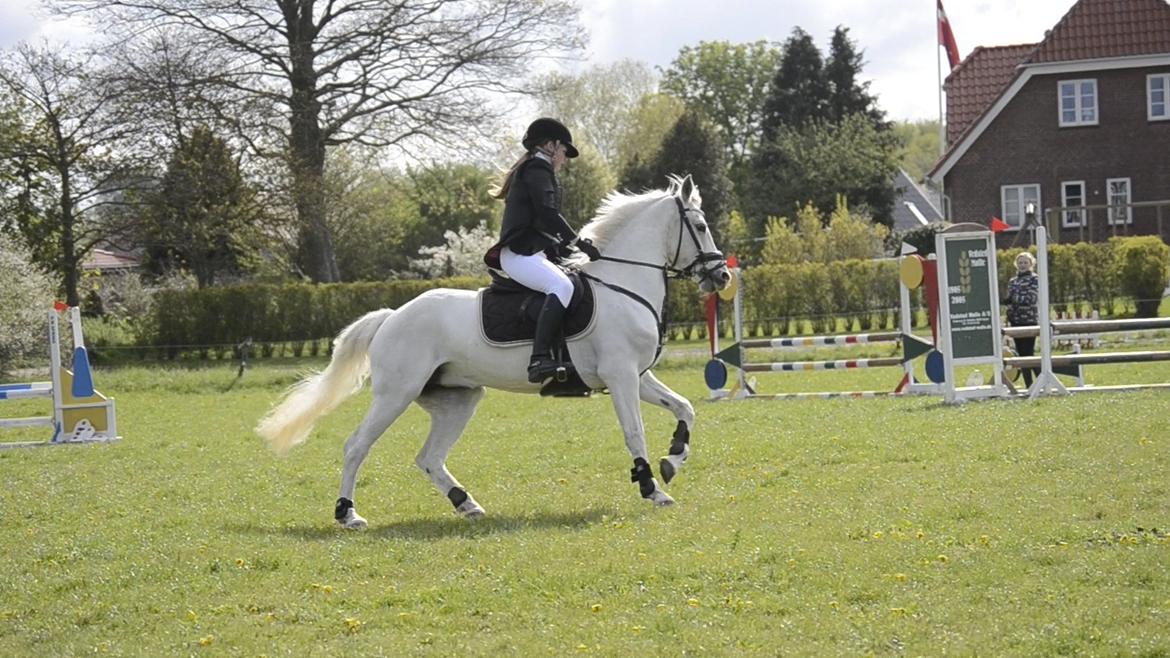 Connemara Vimmelgårdens Coco <3 billede 8