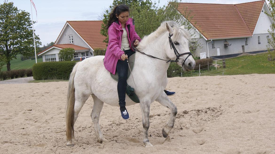 Anden særlig race Sunshine  billede 9