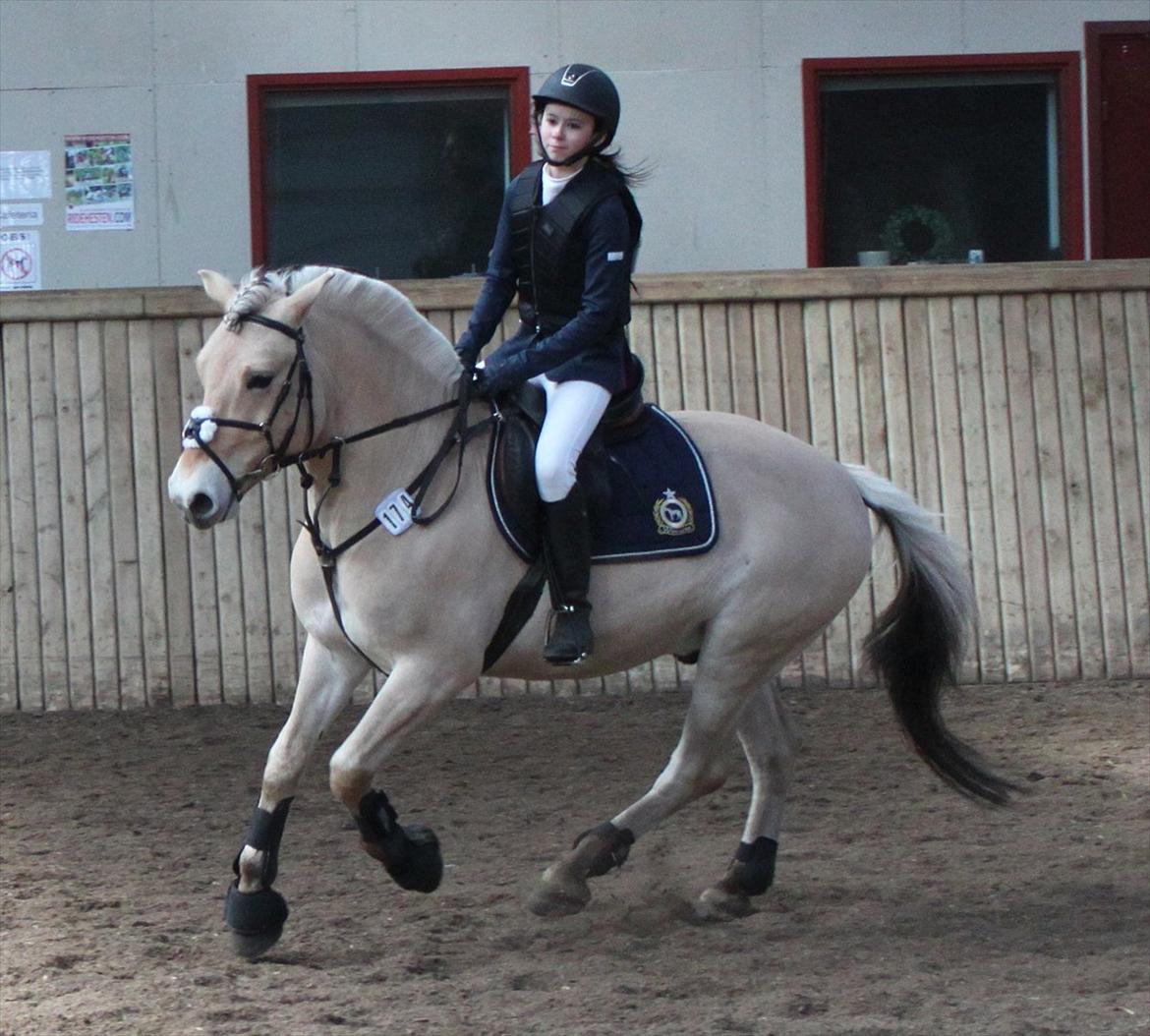 Fjordhest Neptun Skovå - Neptun på opvarmningsbanen til LD spring :) billede 2