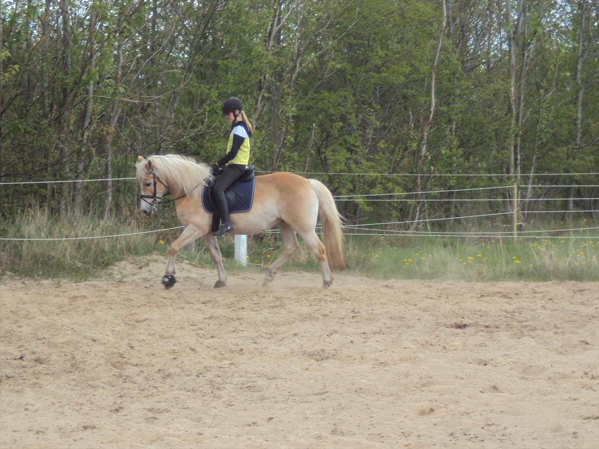 Tyroler Haflinger Bonny - Dressur d. 7.5.12 billede 19