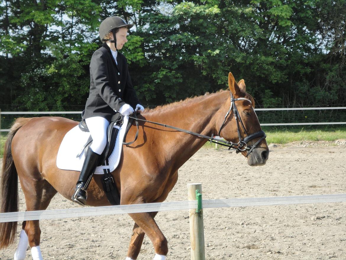 Oldenborg Fabrina ' Min mors - stævne på østervang maj 2011 billede 10