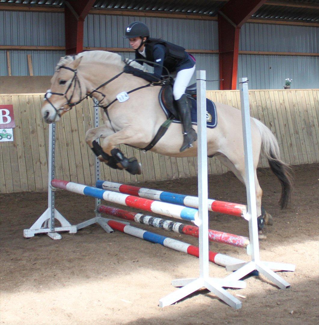 Fjordhest Neptun Skovå - Lidt opvarmning :) billede 4