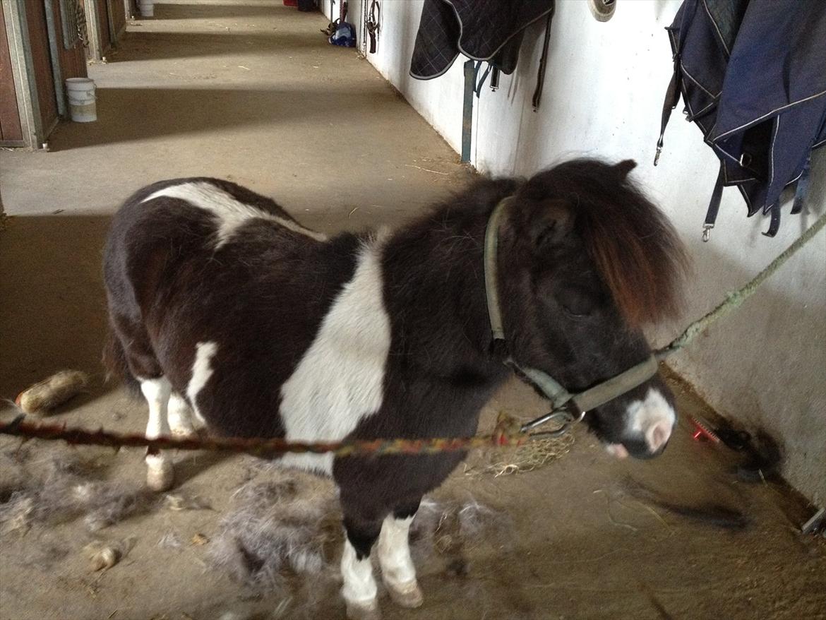 Dansk Miniature Kawo's Sasja  billede 2