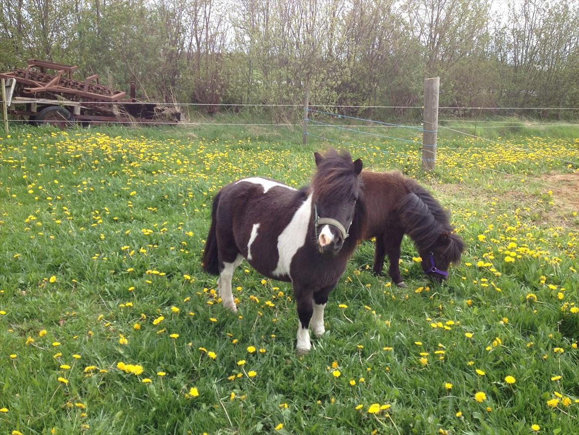 Dansk Miniature Kawo's Sasja  billede 3